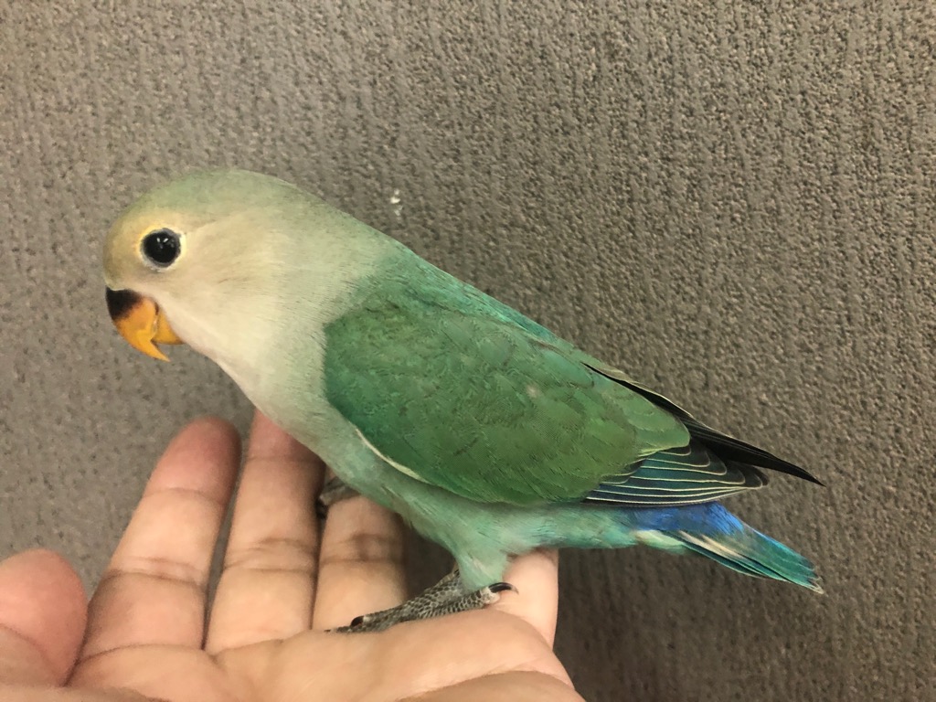 コザクラインコ シーグリーン ヒナ 手乗り | LOVEBIRDFUKUOKA 