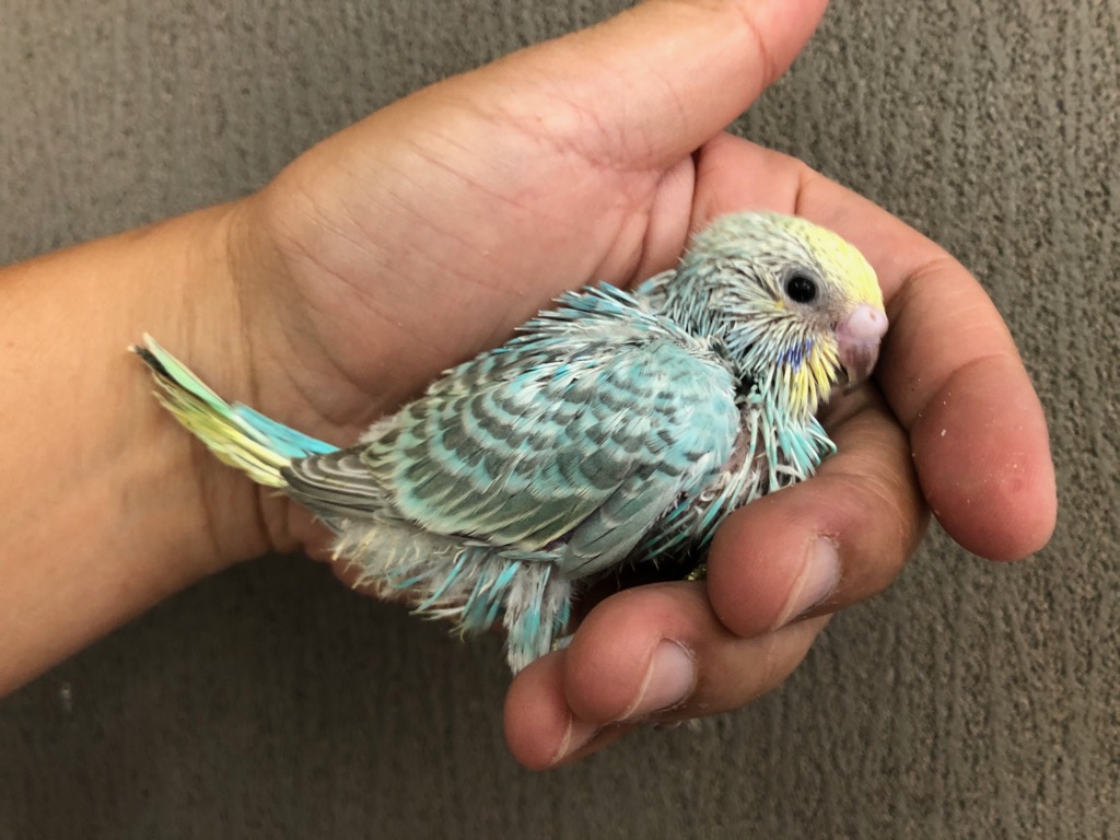 セキセイインコ レインボー ヒナ 手乗り | LOVEBIRDFUKUOKA