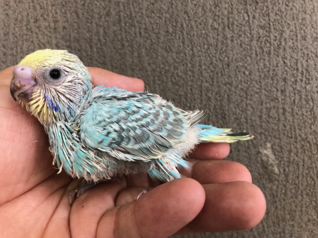 セキセイインコ レインボー ヒナ 手乗り | LOVEBIRDFUKUOKA