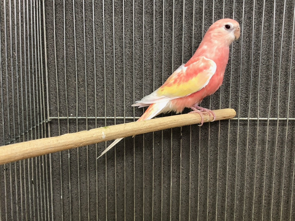 アキクサインコ ルビノー ペア | LOVEBIRDFUKUOKA（ラブバード