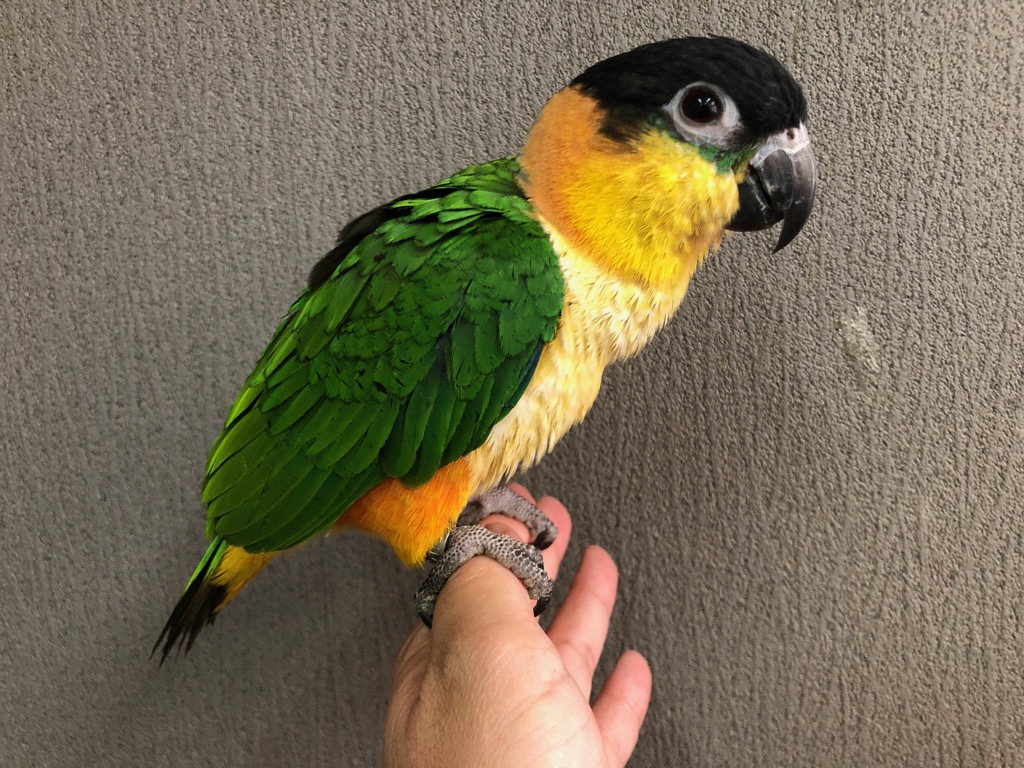 ズグロシロハラインコ ヒナ 手乗り | LOVEBIRDFUKUOKA（ラブバードフクオカ）-インコや小動物の販売専門店-