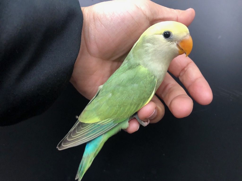 ラブココ様し専用　3点おまとめ この、ちょんちょんっ🦜💨が見たくて しつこく付きまとう飼い主