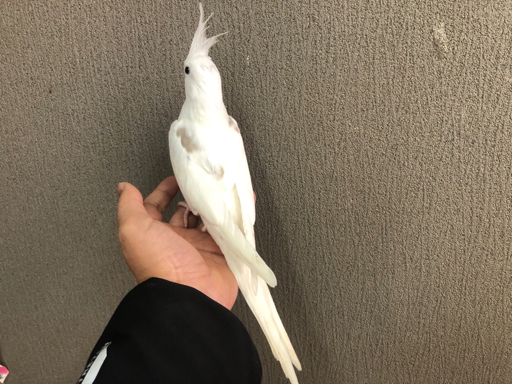 オカメインコさま専用ページ オカメインコ - অনুসন্ধান / X
