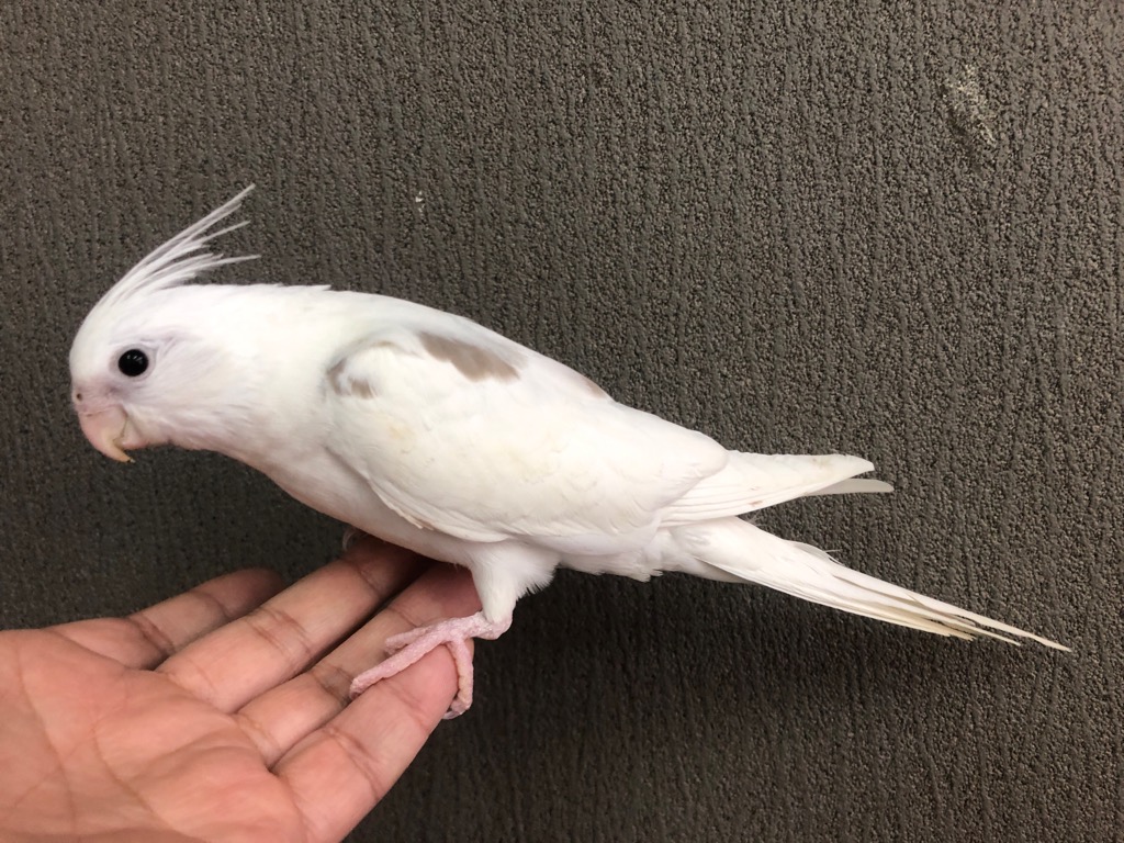 オカメインコさま専用ページ オカメインコ - অনুসন্ধান / X