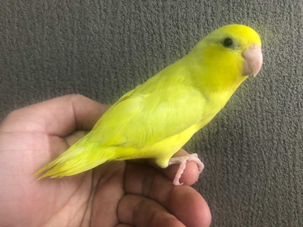 マメルリハ アメリカンイエロー ヒナ 手乗り | LOVEBIRDFUKUOKA マメルリハ アメリカンイエロー ヒナ 手乗り | LOVEBIRDFUKUOKA