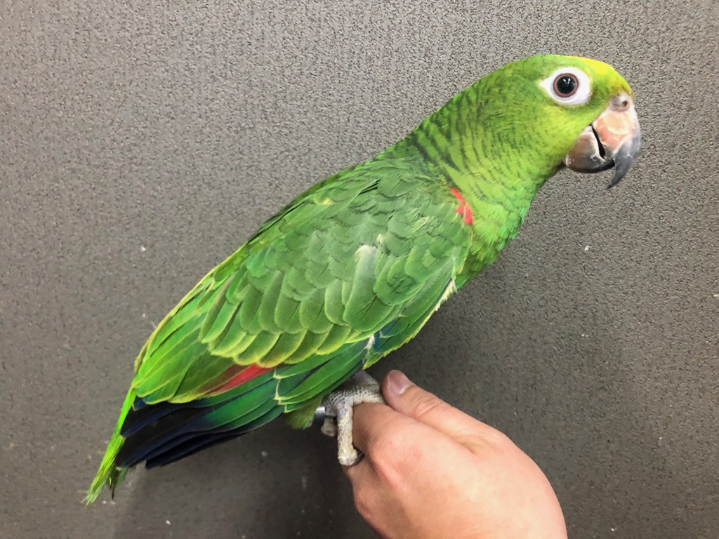 キビタイボウシインコ ヒナ 手乗り | LOVEBIRDFUKUOKA