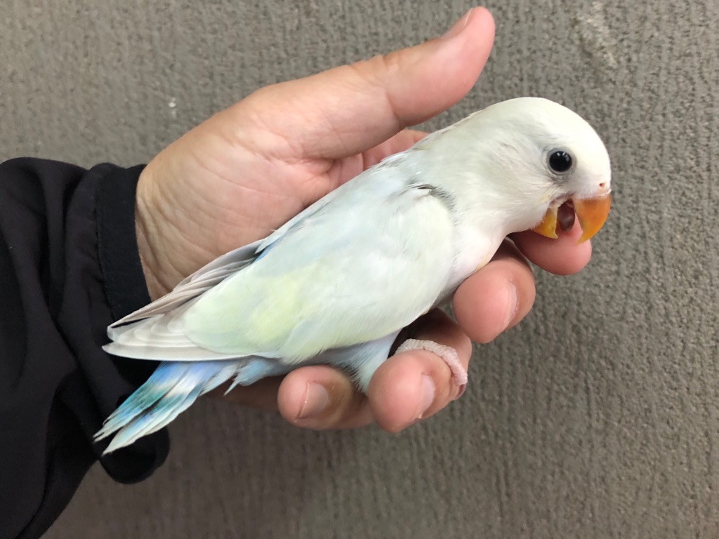 【メール便送料無料対応可】 コザクラインコホワイトフェイスさんのがま口&miniがま口♪ やむ無く 財布・ケース・小物入れ