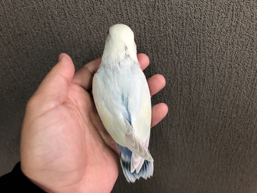コザクラインコ ホワイトフェイスオーストラリアンシナモン ヒナ