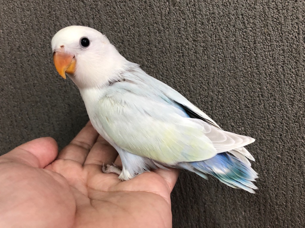コザクラインコ ホワイトフェイスオーストラリアンシナモン ヒナ