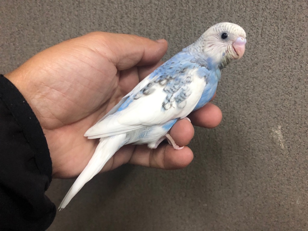 セキセイインコ スパングルパイドオパーリンコバルトブルー ヒナ