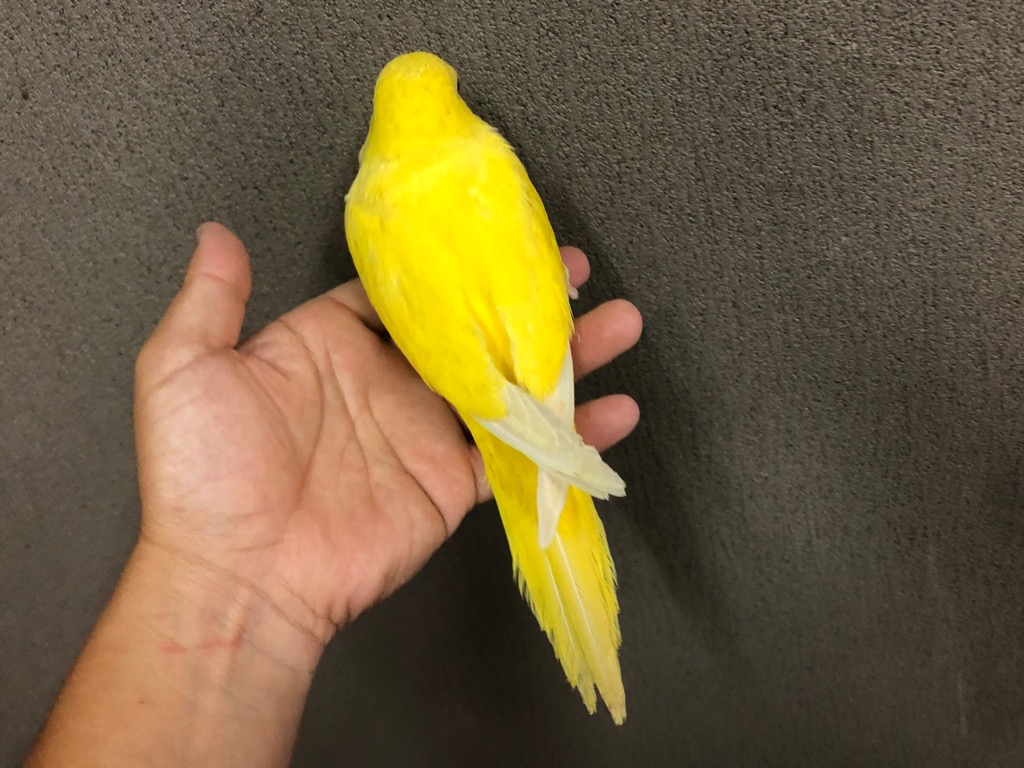 理想の美貌を手に入れ愛を奪う独り占めフクロウオルゴナイト 理想の美貌を手に入れ愛を奪う独り占めフクロウオルゴナイト