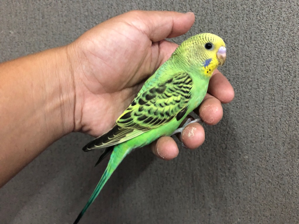 セキセイインコ ヒナ 手乗り | LOVEBIRDFUKUOKA（ラブバードフクオカ