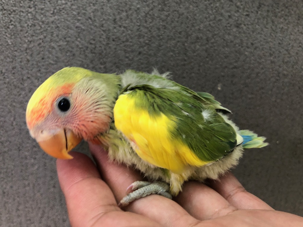 癒しのオルゴナイト❤️ゴールデンオブシディアン＋タイガーアイ