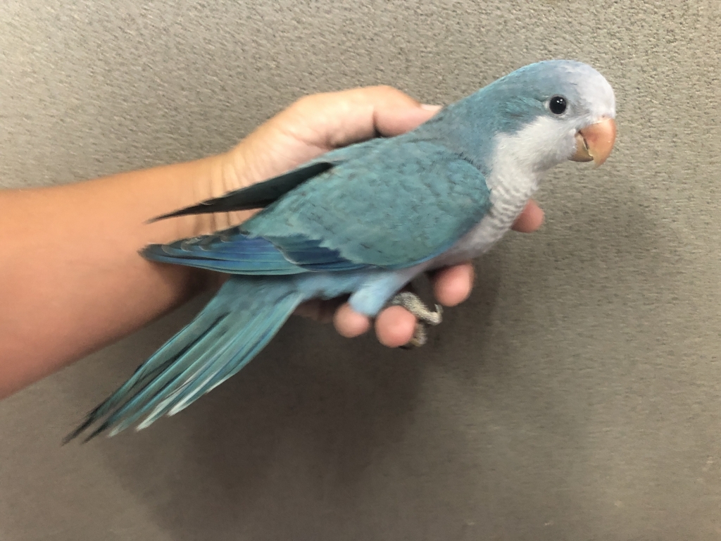 Jungle Beatsブルーのインコ Paco | Swarovski