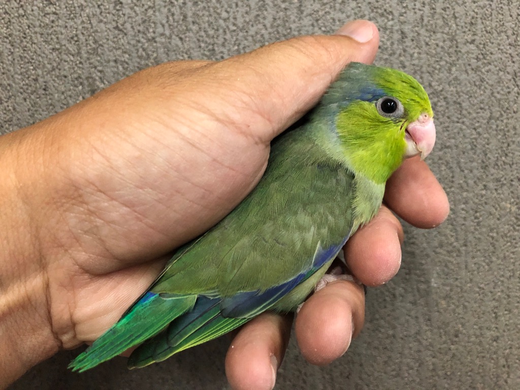 マメルリハ ダークグリーン ヒナ 手乗り | LOVEBIRDFUKUOKA 