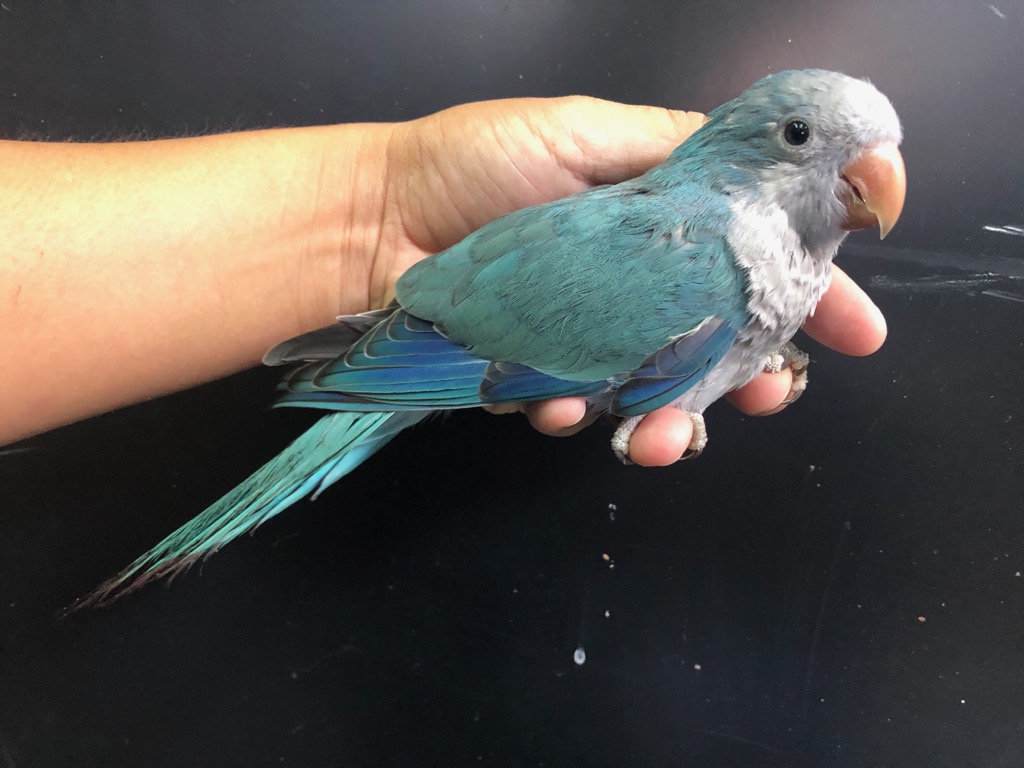 LOVE BY e.m.☆青インコ&緑インコのリング☆10号美品 LOVE BY e.m.☆青インコ&緑インコのリング☆10号美品 LOVE BY e.m.☆青