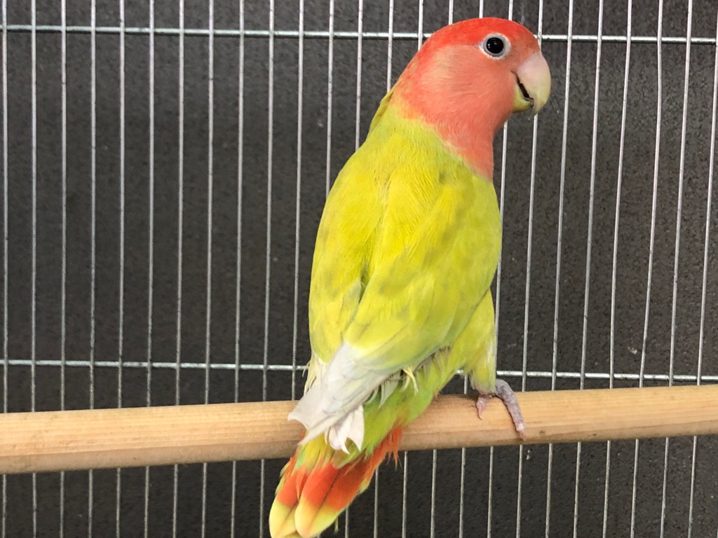 ラブココ様し専用　3点おまとめ この、ちょんちょんっ🦜💨が見たくて しつこく付きまとう飼い主