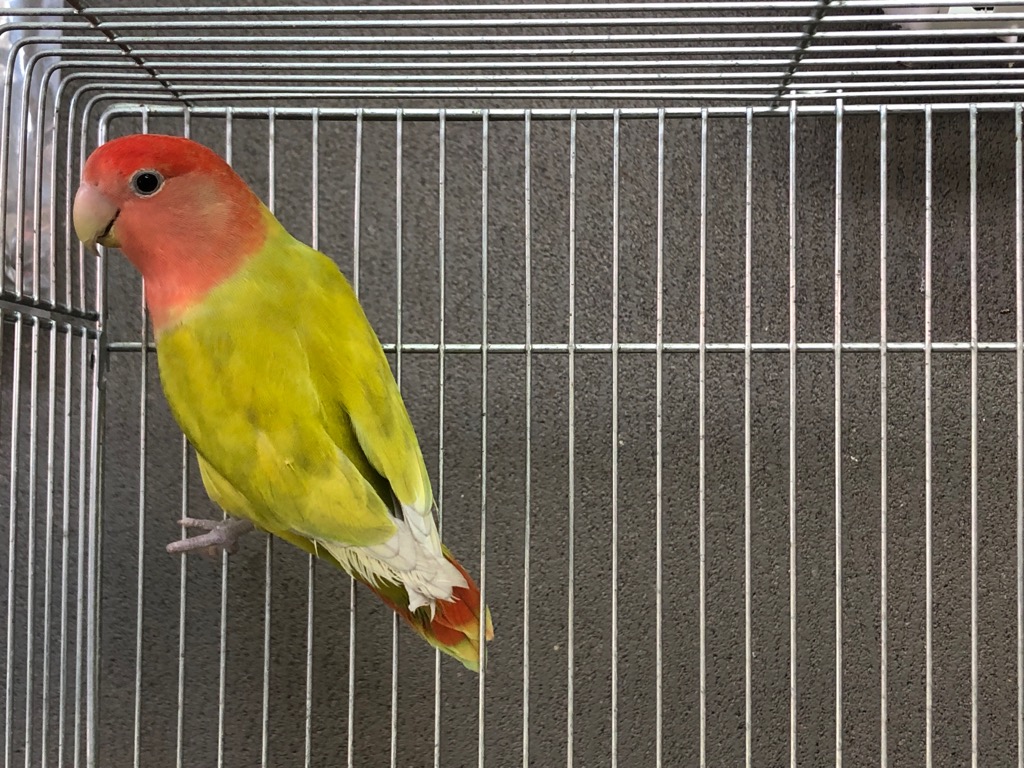 コザクラインコ オパーリン ♀ | LOVEBIRDFUKUOKA（ラブバード