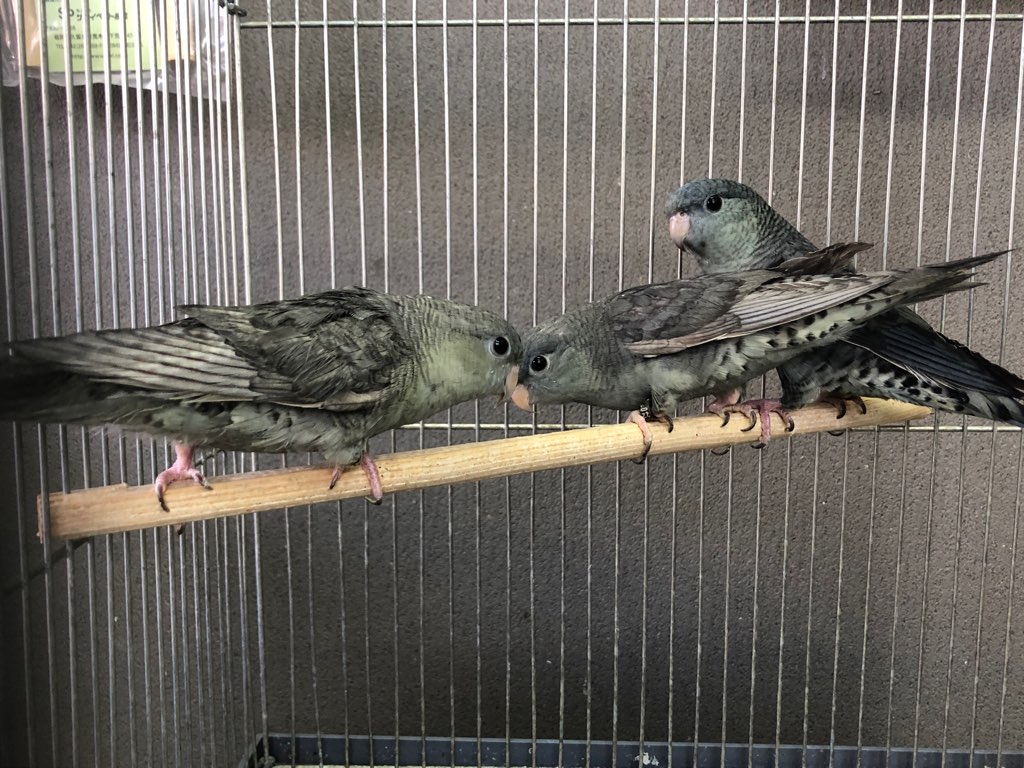 サザナミインコ モーブ・スパングルブルー・ブルーコバルト・ルチノー