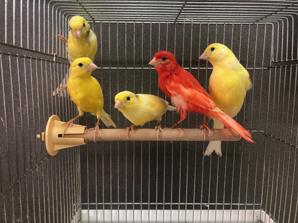 赤カナリア・レモンカナリア 2022年生まれ | LOVEBIRDFUKUOKA（ラブバードフクオカ）-インコや小動物の販売専門店-