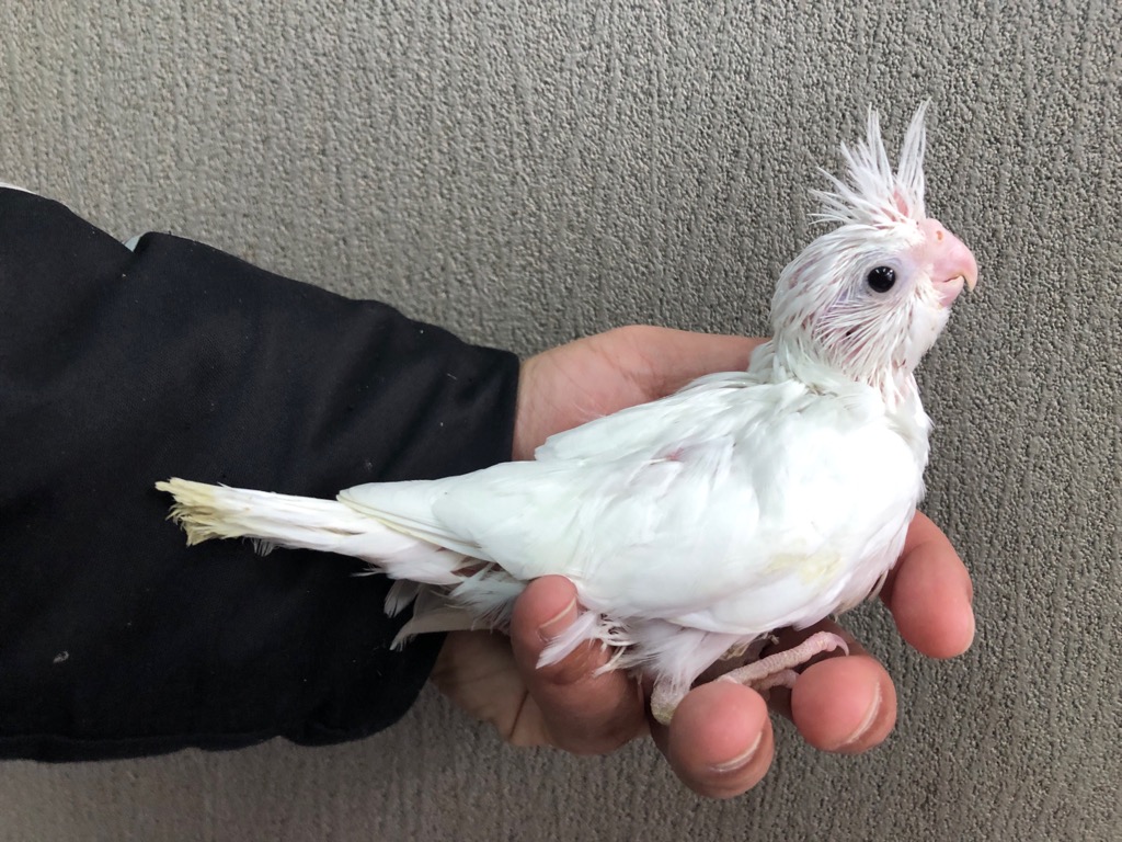 オカメインコ ホワイトフェイスクリアパイド（スノーホワイト） ヒナ