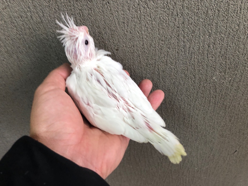 オカメインコ ホワイトフェイスクリアパイド（スノーホワイト） ヒナ