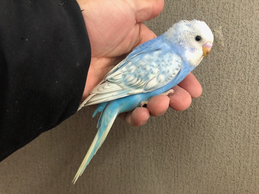 セキセイインコ スパングルブルー ヒナ 手乗り | LOVEBIRDFUKUOKA