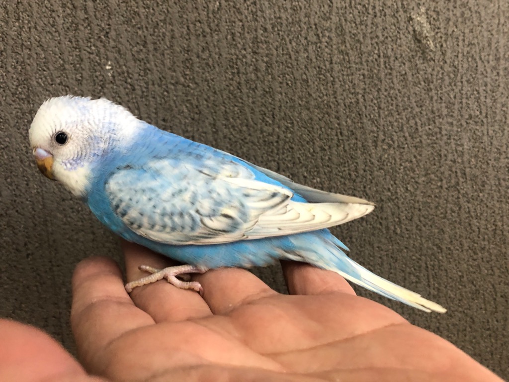 ロイヤルコペンハーゲン　青いインコ ロイヤルコペンハーゲン 青いインコ