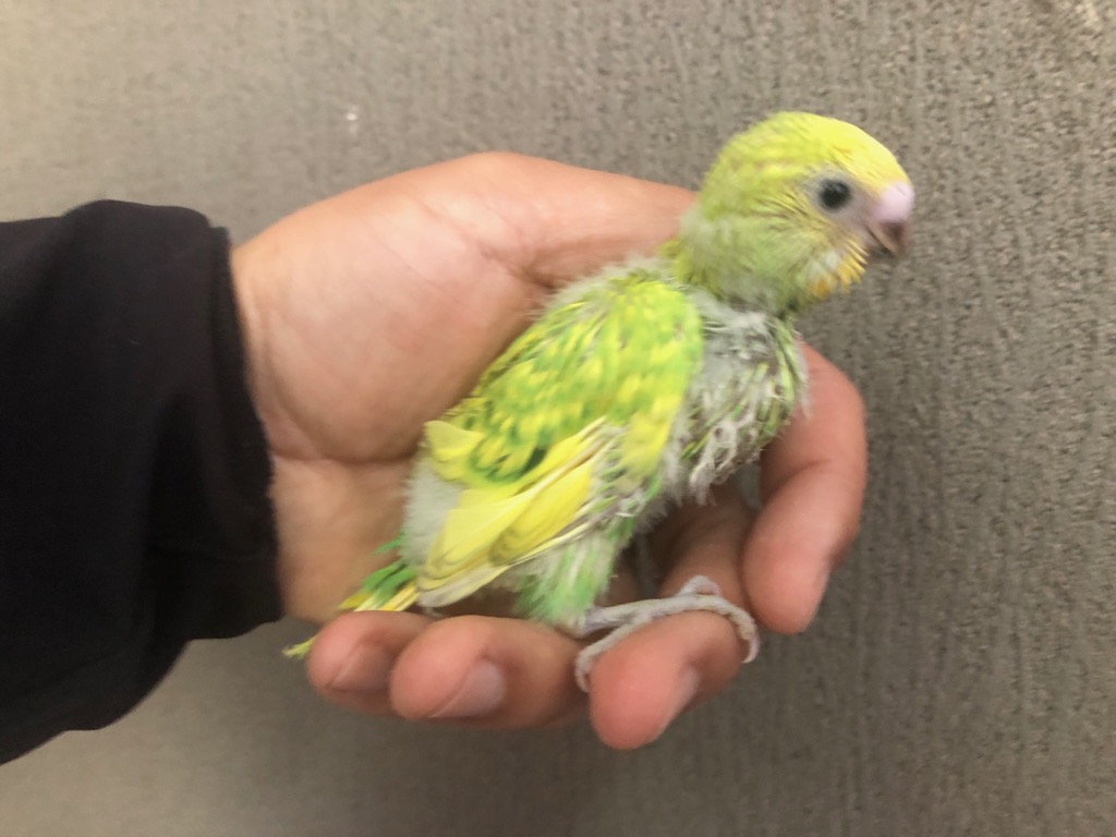 セキセイインコ スパングルオパーリングリーン ヒナ 手乗り