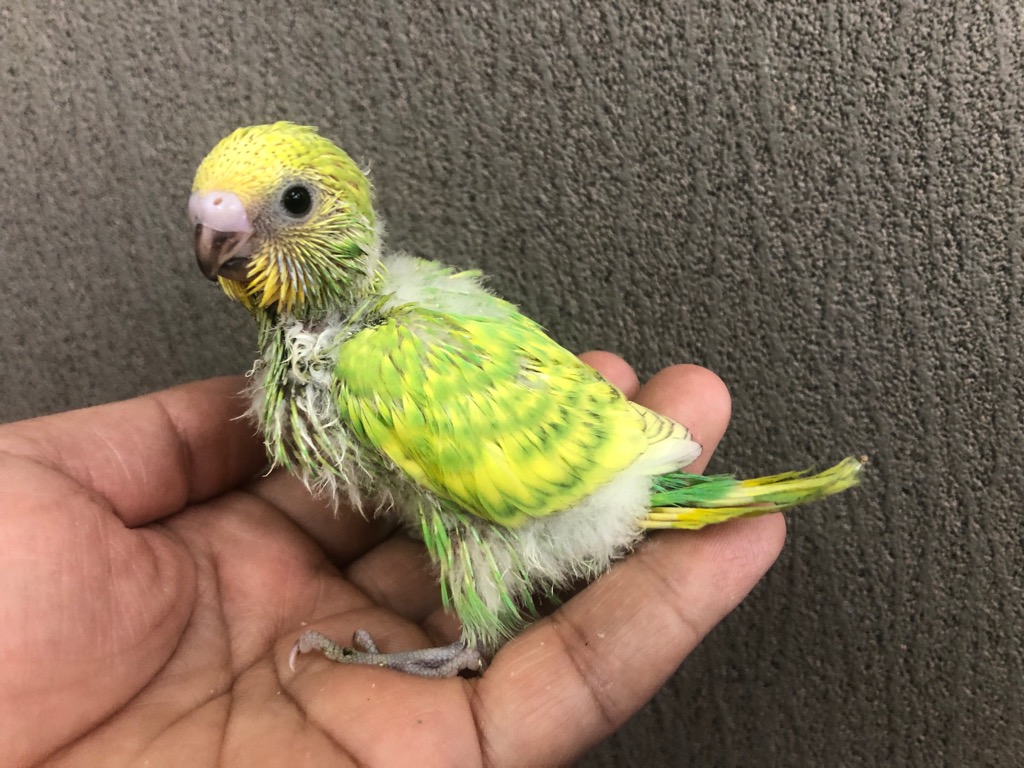 セキセイインコ スパングルオパーリングリーン ヒナ 手乗り