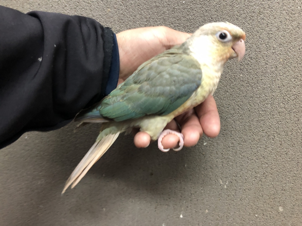 ウロコインコ ブルーシナモン ヒナ 手乗り | LOVEBIRDFUKUOKA 