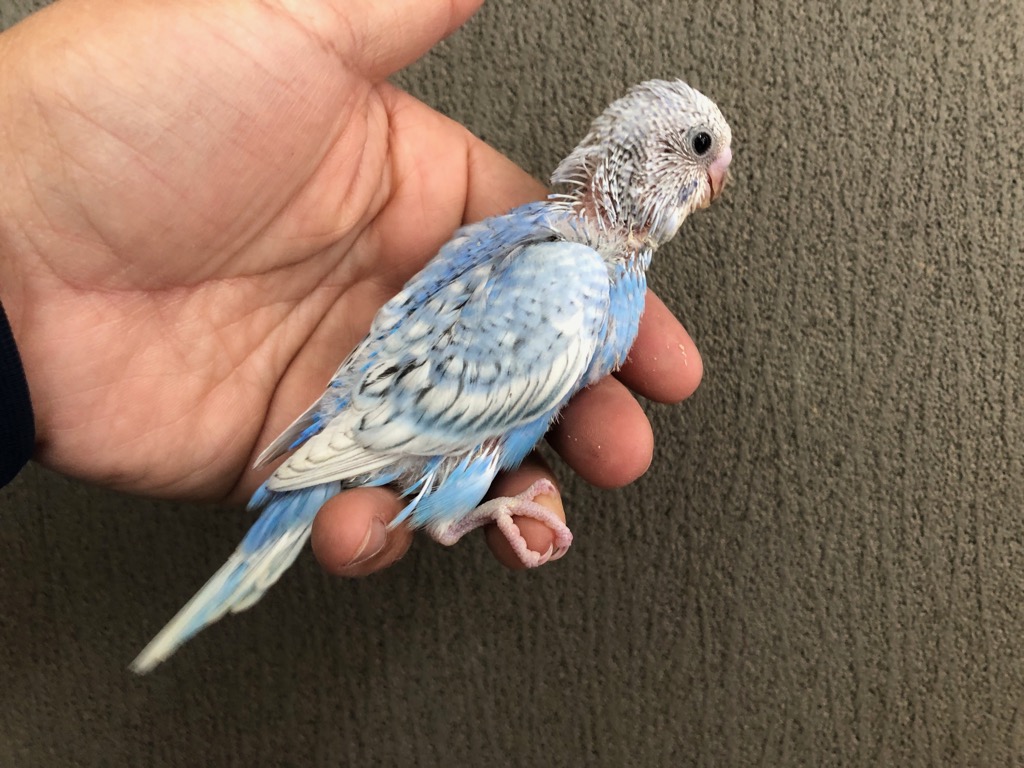 セキセイインコ スパングルブルー ヒナ 手乗り | LOVEBIRDFUKUOKA