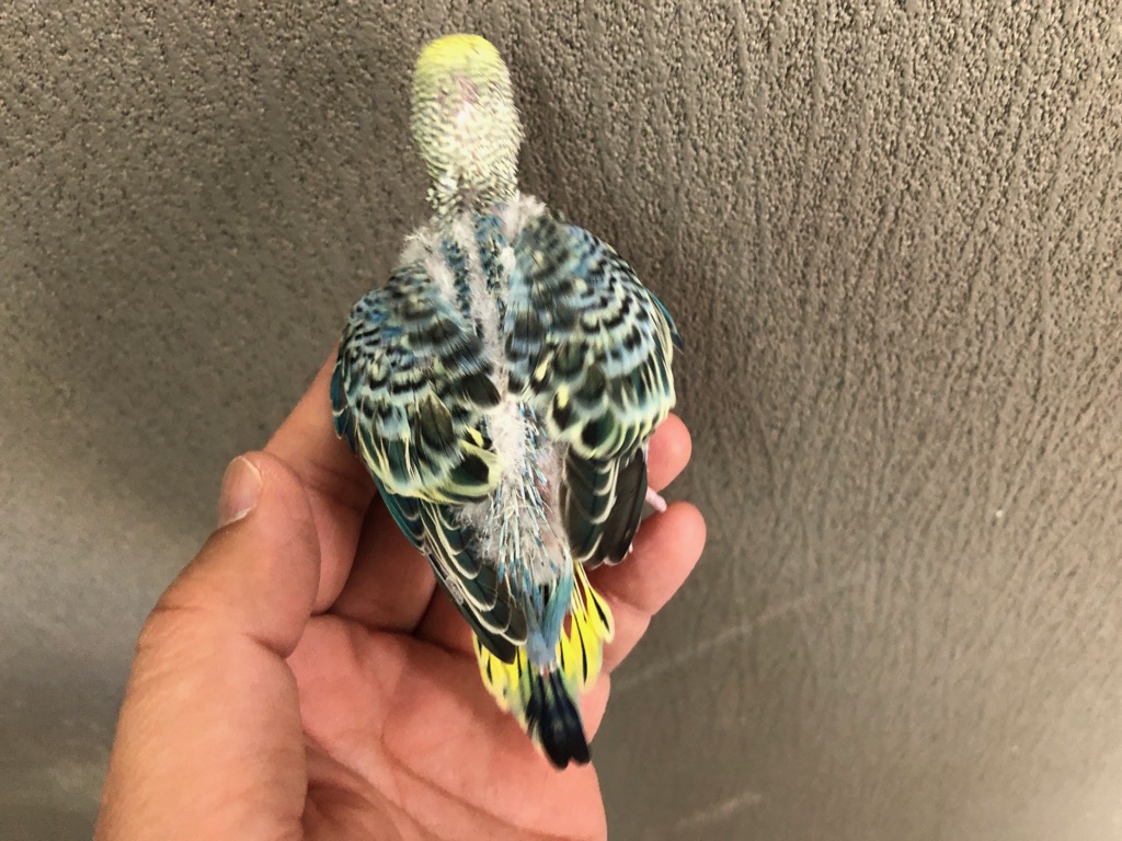 セキセイインコ イエローフェイスオパーリンコバルト ヒナ 手乗り
