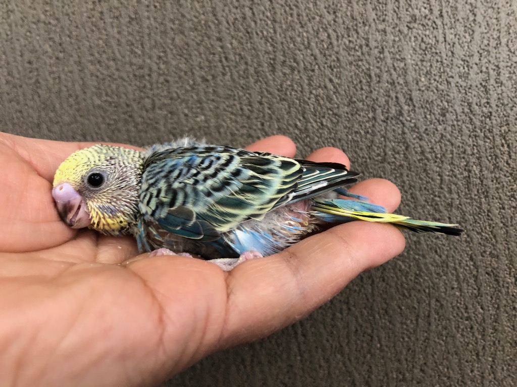 セキセイインコ イエローフェイスオパーリンコバルト ヒナ 手乗り
