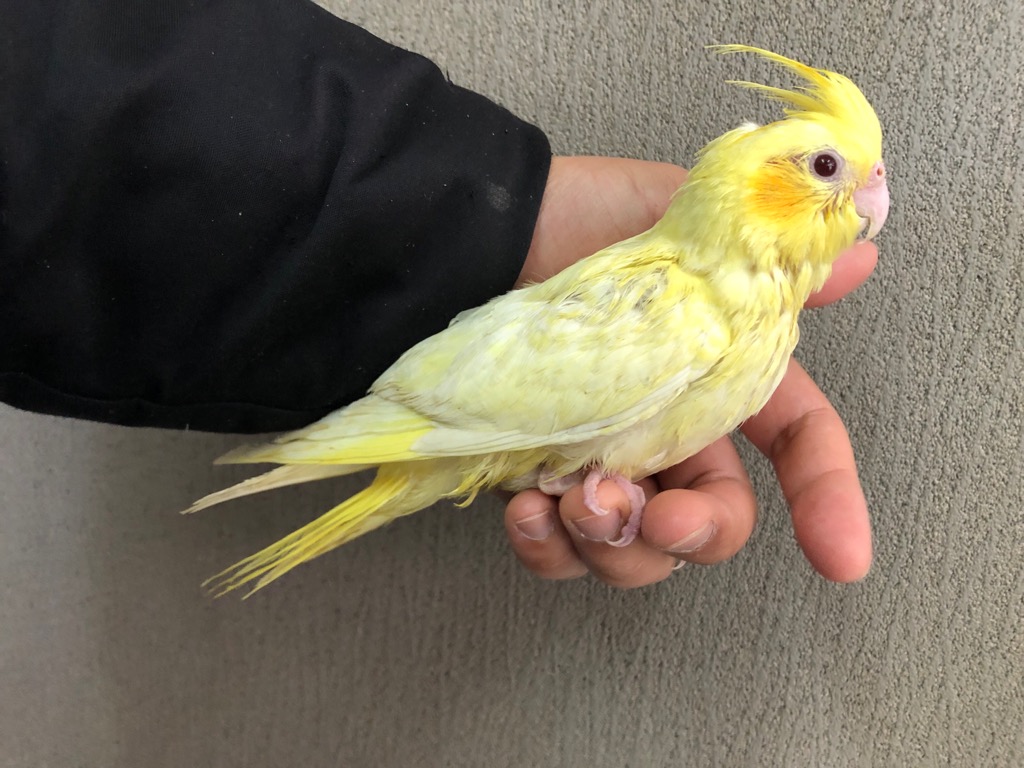 オカメインコ ルチノーパール ヒナ 手乗り | LOVEBIRDFUKUOKA