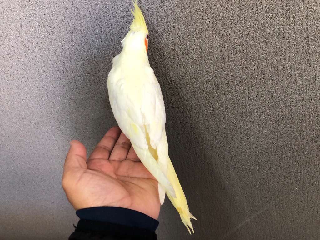オカメインコ ルチノー ヒナ 手乗り | LOVEBIRDFUKUOKA（ラブバード
