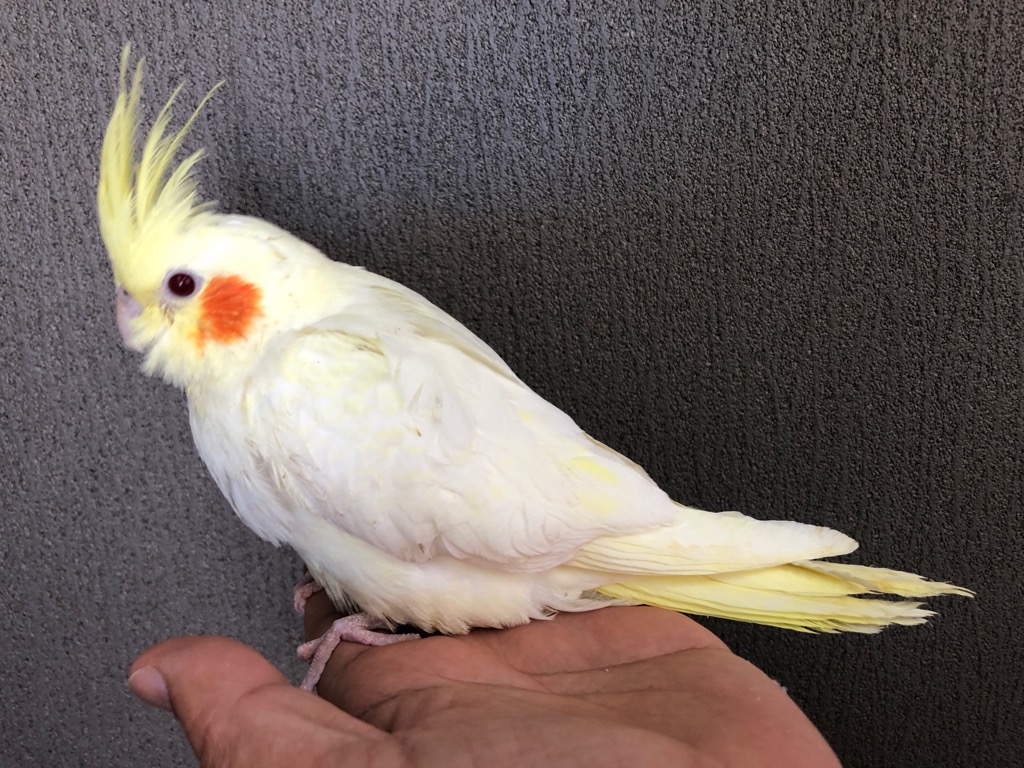 オカメインコ ルチノー ヒナ 手乗り | LOVEBIRDFUKUOKA（ラブバード