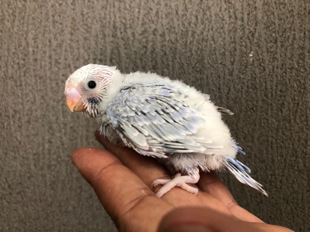 セキセイインコ ライラック ヒナ 手乗り | LOVEBIRDFUKUOKA