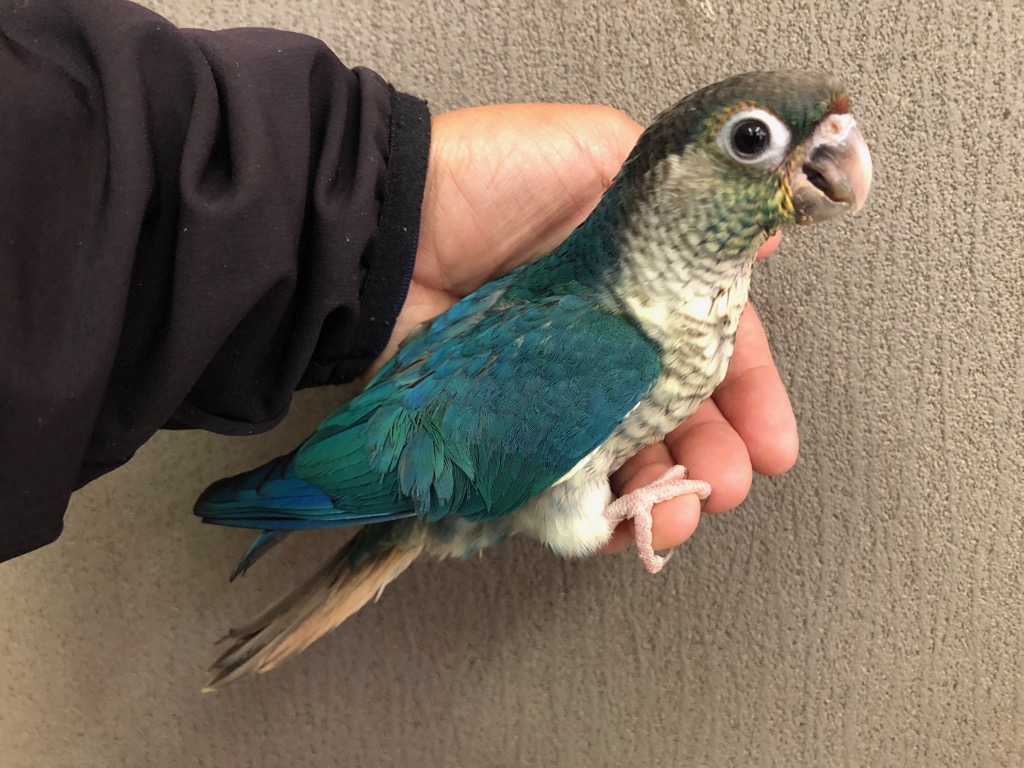 ウロコインコ バイオレット ヒナ 手乗り | LOVEBIRDFUKUOKA