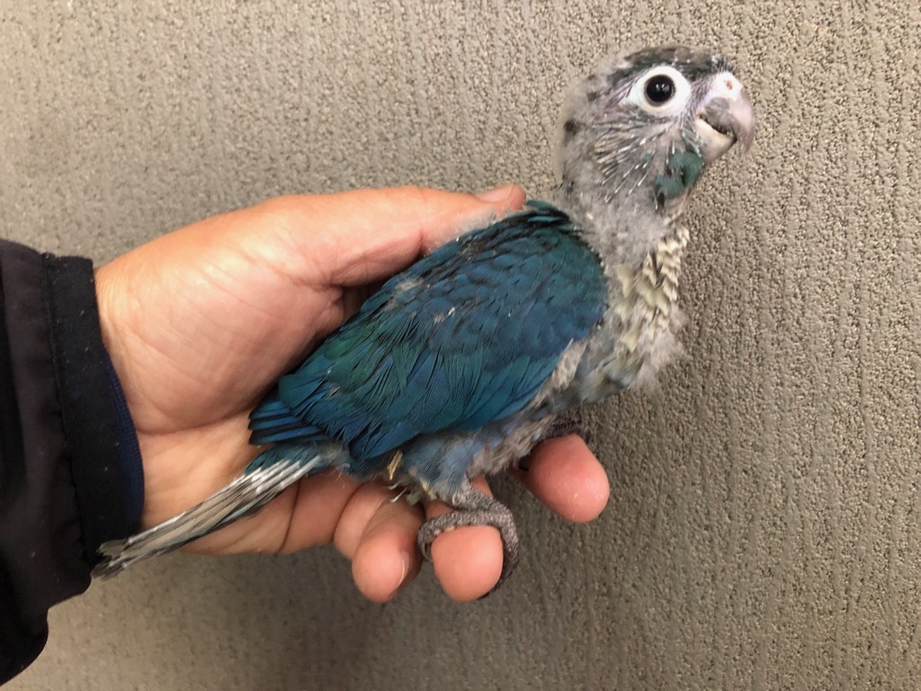 ウロコインコ バイオレット ヒナ 手乗り | LOVEBIRDFUKUOKA
