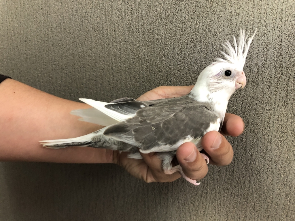 オカメインコ ホワイト フェイス パイド