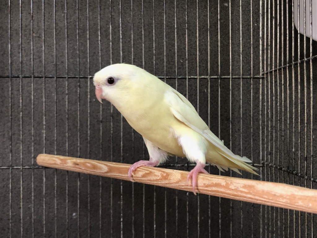 サザナミインコ クリームイノ 性別鑑定済♂ | LOVEBIRDFUKUOKA