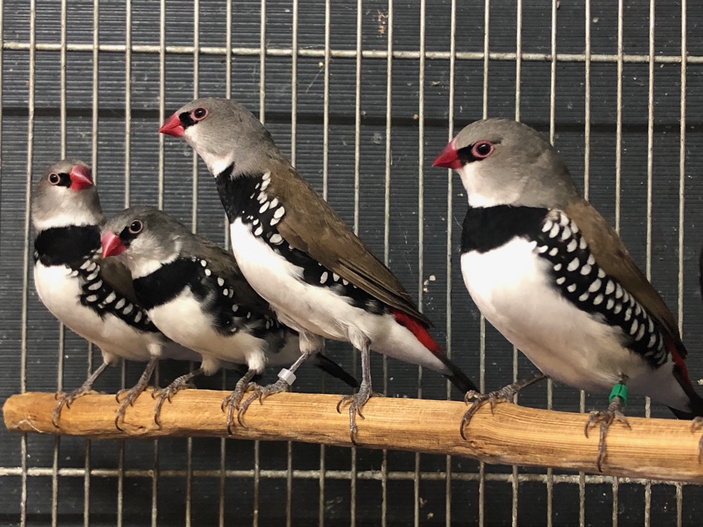 ダイヤモンドフィンチ ペア | LOVEBIRDFUKUOKA（ラブバード
