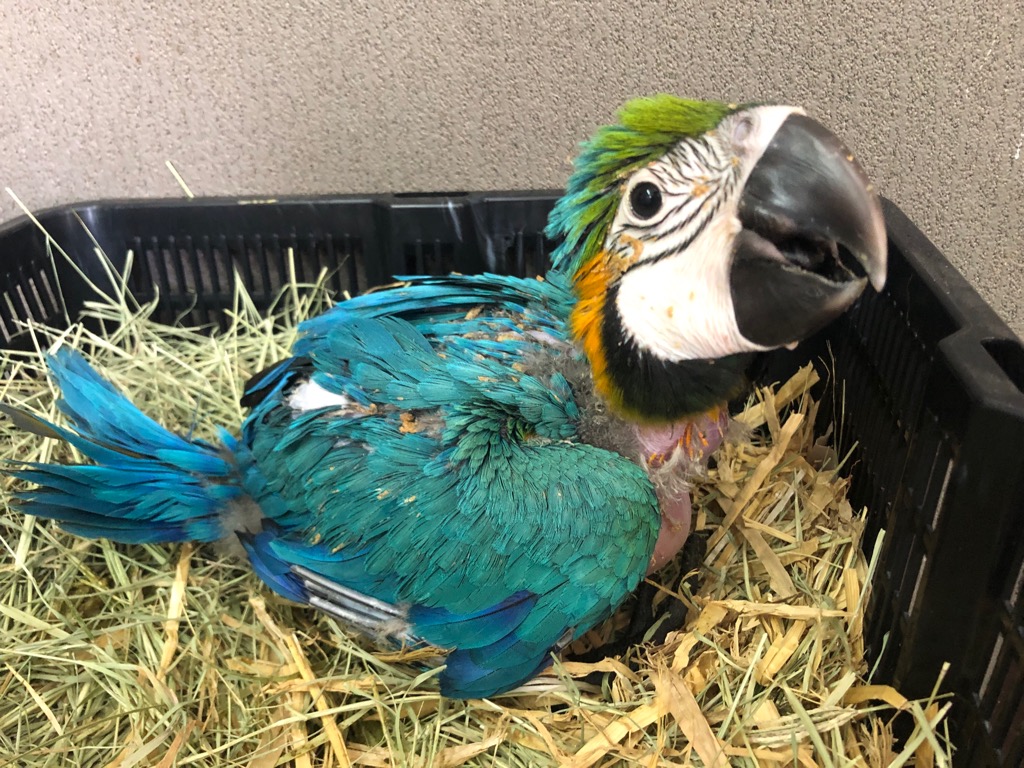 ルリコンゴウインコ ヒナ 手乗り | LOVEBIRDFUKUOKA（ラブバード