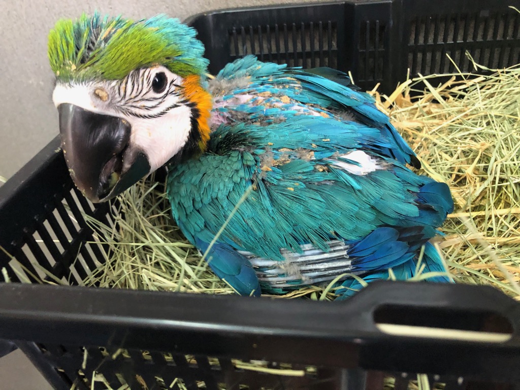 ルリコンゴウインコ ヒナ 手乗り | LOVEBIRDFUKUOKA（ラブバード