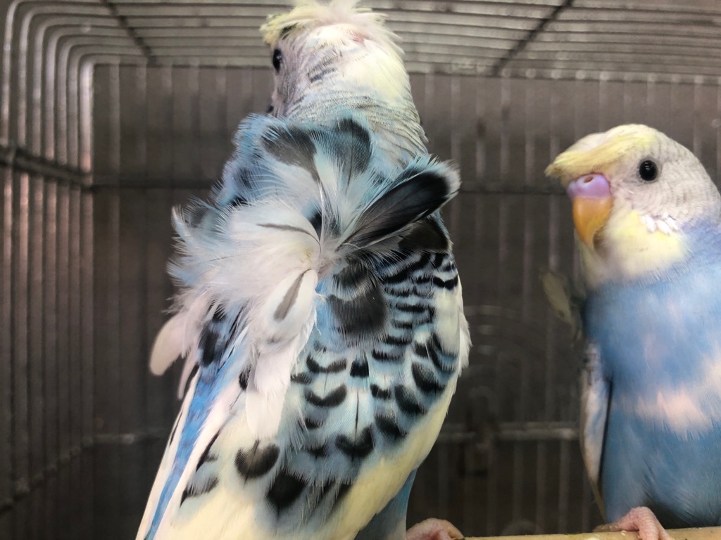羽衣セキセイインコ | LOVEBIRDFUKUOKA（ラブバードフクオカ