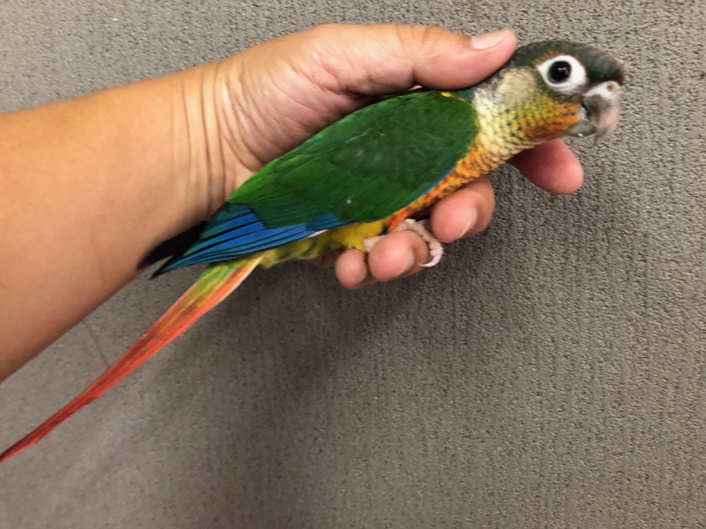 ワキコガネウロコインコ ルチノーSP 性別鑑定済 | LOVEBIRDFUKUOKA