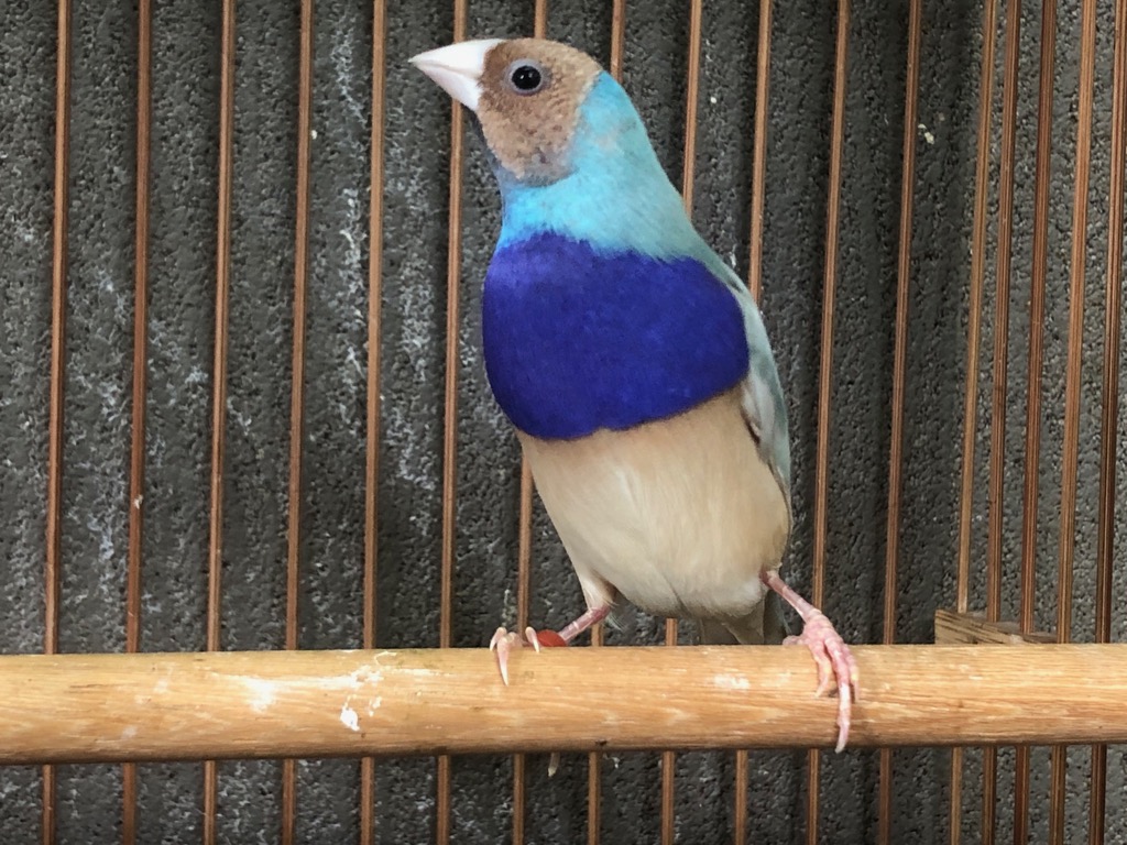 ★お求めやすく価格改定★ ブルーコキンチョウ ♂ LOVEBIRDFUKUOKA（ラブバードフクオカ | 標本