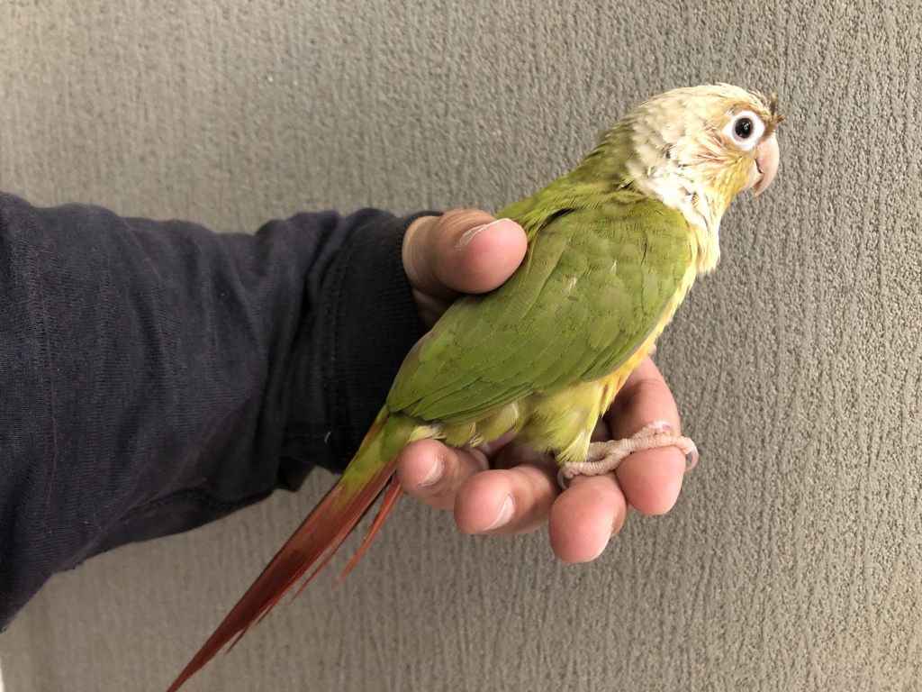インコさま•*¨*•.¸♬︎専用 ウロコインコ シナモン | LOVEBIRDFUKUOKA（ラブバードフクオカ