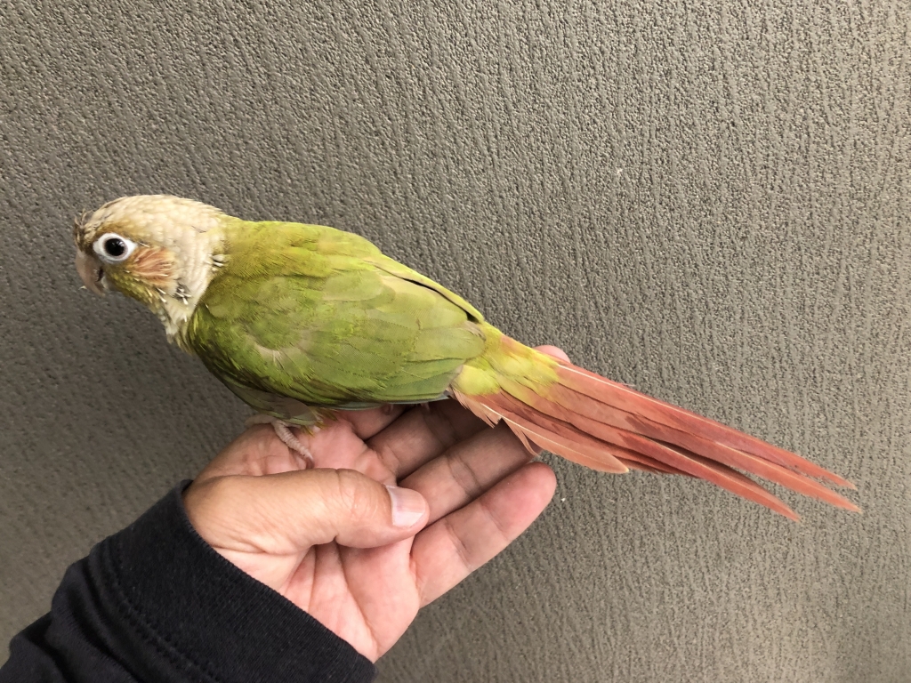 マコ★Natural STAR MoOn＊⭐︎フクロモモンガ インコ ウロコインコ シナモン | LOVEBIRDFUKUOKA（ラブバードフクオカ